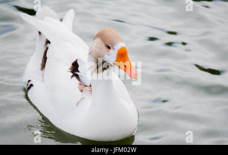 orange billed duck with white and brown feathers in pond Stock Photo