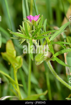 Cut-leaved Crane's-bill - Geranium dissectum Small Pink Geranium Stock Photo