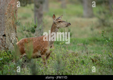 Red deer hind smelling in the air. Hoge Veluwe National Park, Netherlands