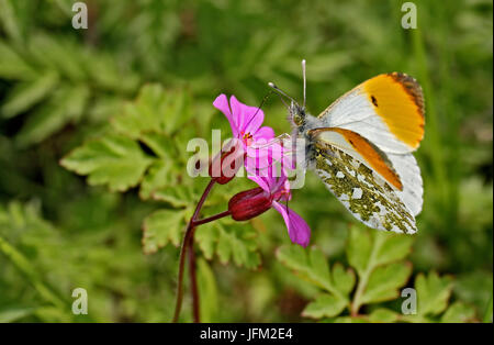 Orange tip butterfly Stock Photo