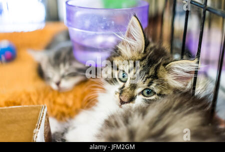 Portrait of one tabby tiny kitten in cage waiting for adoption Stock Photo