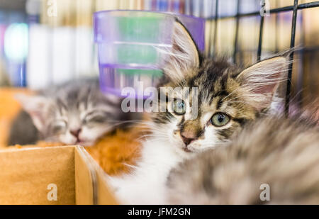 Portrait of one tabby tiny kitten in cage waiting for adoption Stock Photo