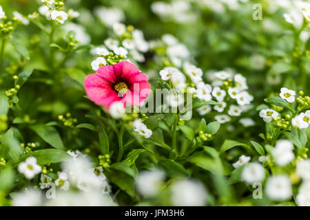 Macro closeup of one red pink calibrachoa flower in bed of tiny white flowers Stock Photo