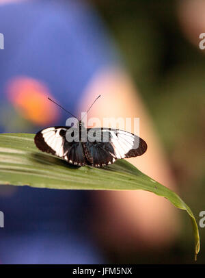 Cydno longwing butterfly, Heliconius cydno Stock Photo