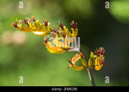 A Phormium Tenax variagata in flower. Stock Photo