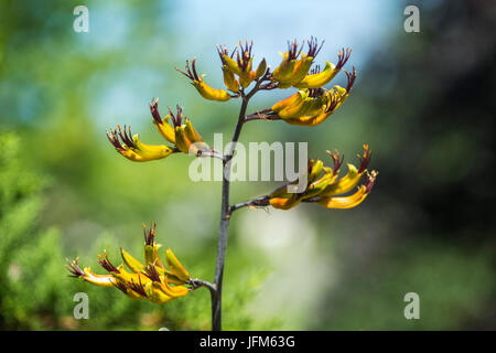 A Phormium Tenax variagata in flower. Stock Photo