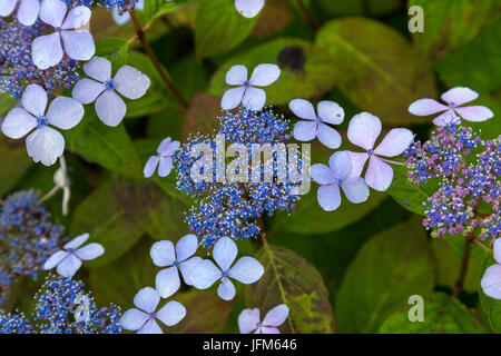 Hydrangea macrophylla Mariesii Perfecta - Blue Wave - just opening in flower. Lace cap.hydrangea. Stock Photo