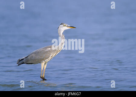 Grey Heron / Ardea cinerea Stock Photo
