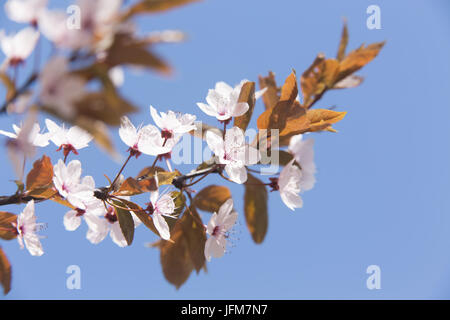 bloodplum (Prunus cerasifera 'Nigra') Stock Photo