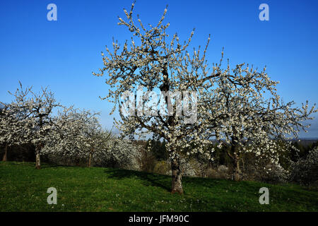 meadow orchard; spring; Stock Photo