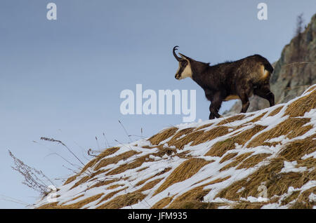 Alpine Chamois Rupicapra Rupicapra Valsavarenche Gran Paradiso National Park Aosta Valley Italy Europe Stock Photo Alamy