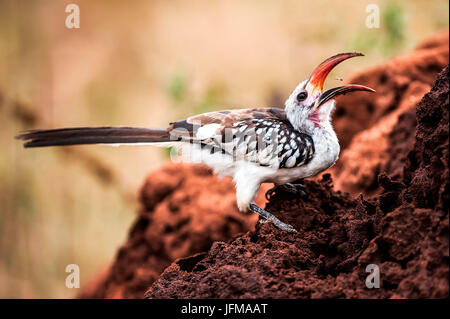 Tarangire National Park, Tanzania, Africa, Red-billed Hornbill (Tockus erythrorhynchus) eating termites, Stock Photo