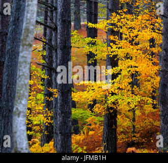 Sila National Park, Sila, Coturelle, Piccione, Catanzaro, Calabria, Italy Alberi colorati nel Parco Nazionale della Sila Stock Photo