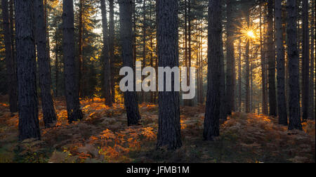 Sila National Park, Sila, Catanzaro, Calabria, Italy Stock Photo