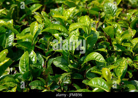 Central Africa, Malawi, Blantyre district, Tea farms Stock Photo