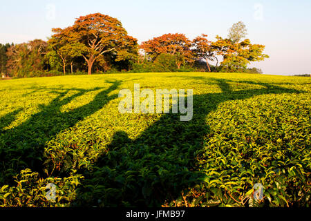 Central Africa, Malawi, Blantyre district, Tea farms Stock Photo