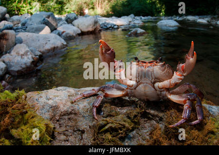 Potamon fluviatile is a rare freshwater italian crab, Vara valley, Genoa, Italy, Europe Stock Photo