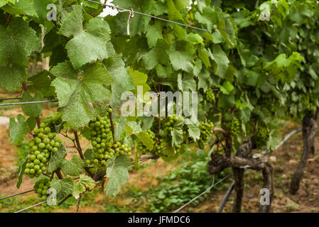 USA, Massachusetts, Cape Cod, Truro, Truro Vineyards Winery, vineyard Stock Photo
