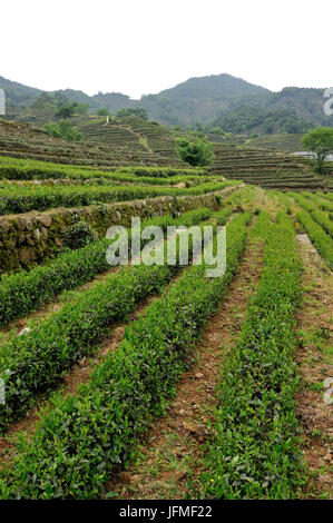 China, Zhejiang province, Longjing village, plantation of the famous tea Longjing cha (one of the most expensive) near Hangzhou Stock Photo