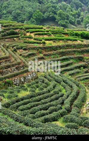 China, Zhejiang province, Longjing village, plantation of the famous tea “longjing cha' (one of the most expensive) near Hangzhou Stock Photo