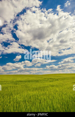 Vertical photo of field with green grain plants. The field is on mild hill what causes nice shadows on surface. The sky is dark blue with white dramat Stock Photo