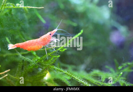 Portrait of a Red Cherry Shrimp Stock Photo