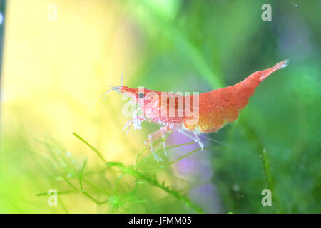 Portrait of a Red Cherry Shrimp Stock Photo