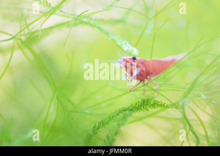 Portrait of a Red Cherry Shrimp Stock Photo