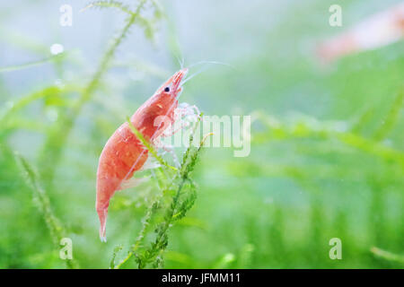 Portrait of a Red Cherry Shrimp Stock Photo