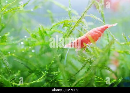 Portrait of a Red Cherry Shrimp Stock Photo