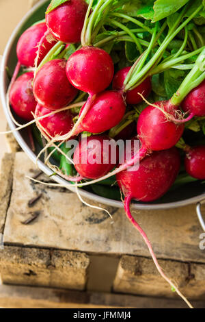 Bunch of fresh organic red radish with water drops in aluminum bowl on weathered wood garden box, clean eating, healthy diet, vegetarian, authentic st Stock Photo