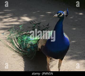 Blue Peacok on the Peacock Island (Pfaueninsel) in Berlin on June 11, 2017, Germany Stock Photo