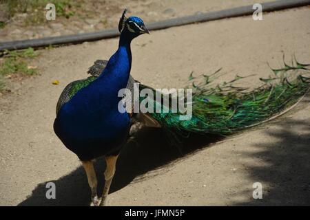 Blue Peacok on the Peacock Island (Pfaueninsel) in Berlin on June 11, 2017, Germany Stock Photo