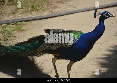 Blue Peacok on the Peacock Island (Pfaueninsel) in Berlin on June 11, 2017, Germany Stock Photo