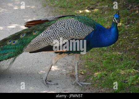 Blue Peacok on the Peacock Island (Pfaueninsel) in Berlin on June 11, 2017, Germany Stock Photo