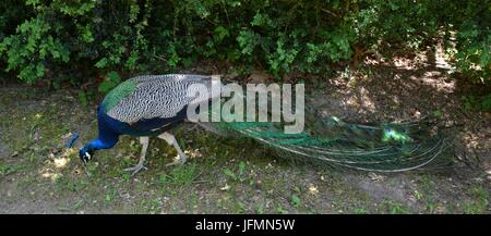 Blue Peacok on the Peacock Island (Pfaueninsel) in Berlin on June 11, 2017, Germany Stock Photo