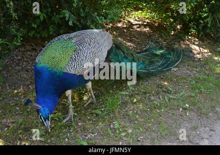 Blue Peacok on the Peacock Island (Pfaueninsel) in Berlin on June 11, 2017, Germany Stock Photo