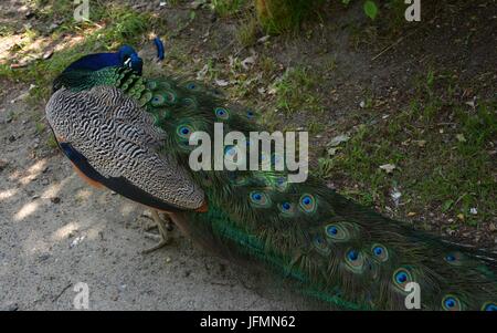 Blue Peacok on the Peacock Island (Pfaueninsel) in Berlin on June 11, 2017, Germany Stock Photo