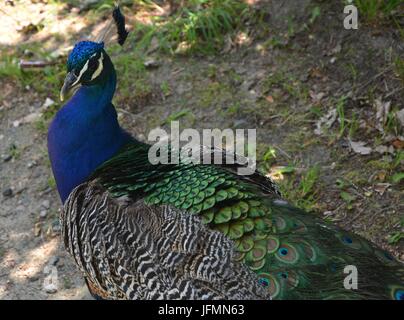 Blue Peacok on the Peacock Island (Pfaueninsel) in Berlin on June 11, 2017, Germany Stock Photo