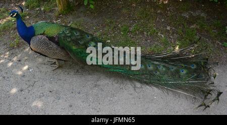 Blue Peacok on the Peacock Island (Pfaueninsel) in Berlin on June 11, 2017, Germany Stock Photo