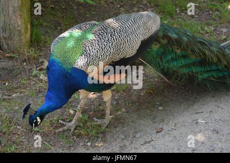 Blue Peacok on the Peacock Island (Pfaueninsel) in Berlin on June 11, 2017, Germany Stock Photo