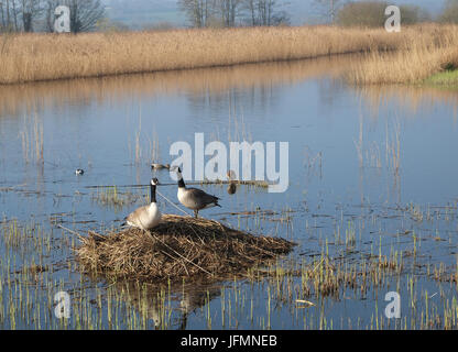 March 2015 - Pair of Canada Geese on a reed island on the Somerset Levels. Stock Photo