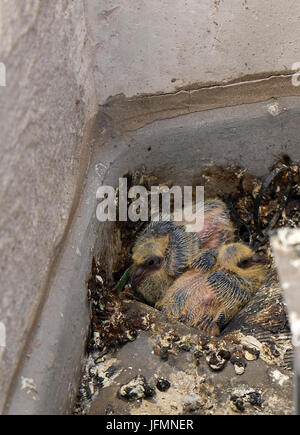 23rd March 2015 - Nest with two baby pigeons on the roof of a city centre office block in Bristol, England Stock Photo