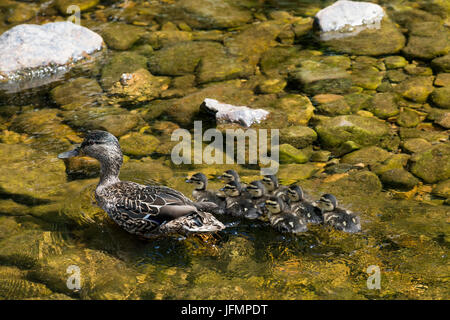 Female Mallard duck, Anas platyrhynchos, with brood of 8 ducklings swimming on upland stream, North Yorkshire, UK. Stock Photo