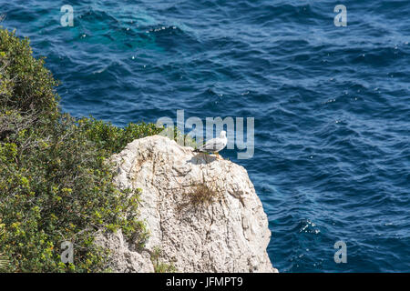 Seagull on a rock formation in the Mediterranean Stock Photo