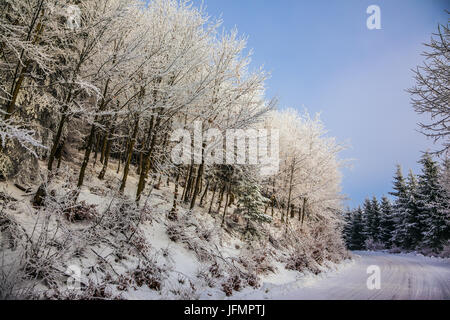 The ski track passes on the way to snow-covered wood Stock Photo