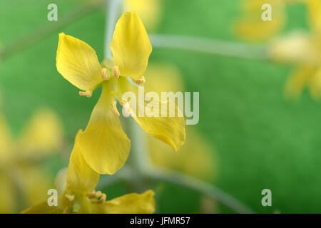 Pistils yellow flower close up on green abstract background Stock Photo