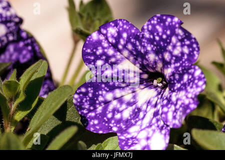 Purple night sky petunia flower Stock Photo
