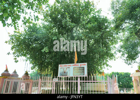 The sacred banyan tree at Jyotisar, Kurukshetra, India under which Lord Krishna delivered sermon of Bhagavad Gita to Arjuna to remove his dilemma. Stock Photo