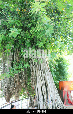 The sacred banyan tree at Jyotisar, Kurukshetra, India under which Lord Krishna delivered sermon of Bhagavad Gita to Arjuna to remove his dilemma. Stock Photo